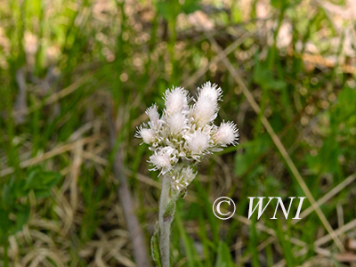 Small Pussytoes (Antennaria howellii)